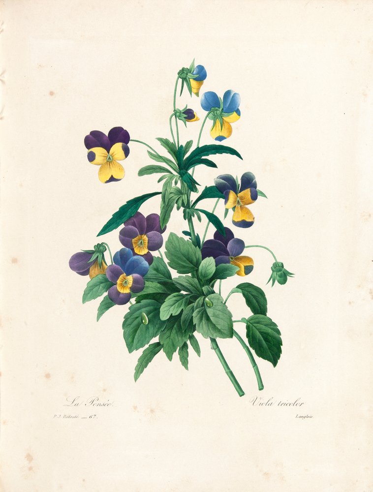 Pierre Joseph Redoute - Pansy